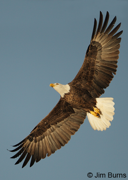 Bald Eagle ventral flight