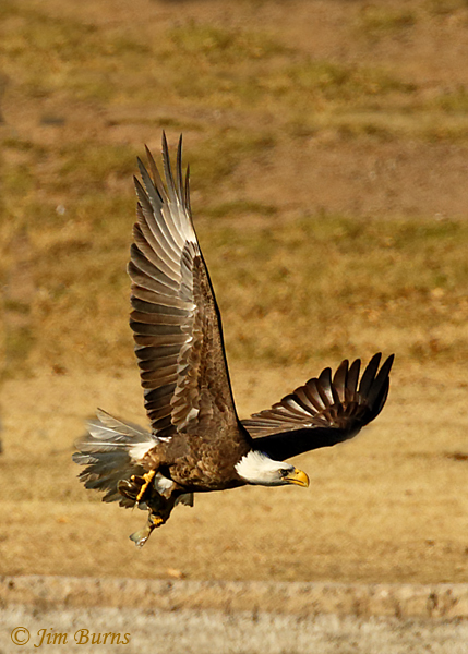Bald Eagle adult (Bandit) with trout