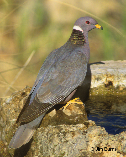 Band-tailed Pigeon at spring box