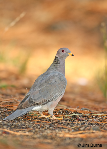 Band-tailed Pigeon on ground