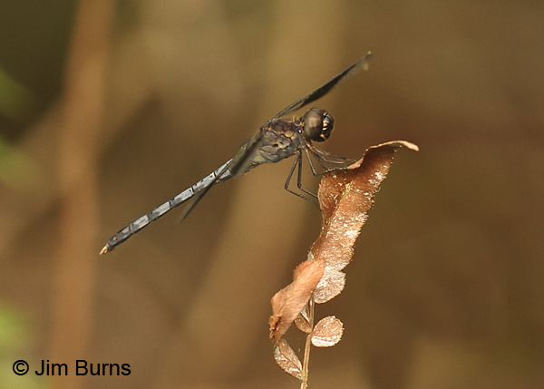 Band-winged Dragonlet male, Collier Co., FL, January 2017