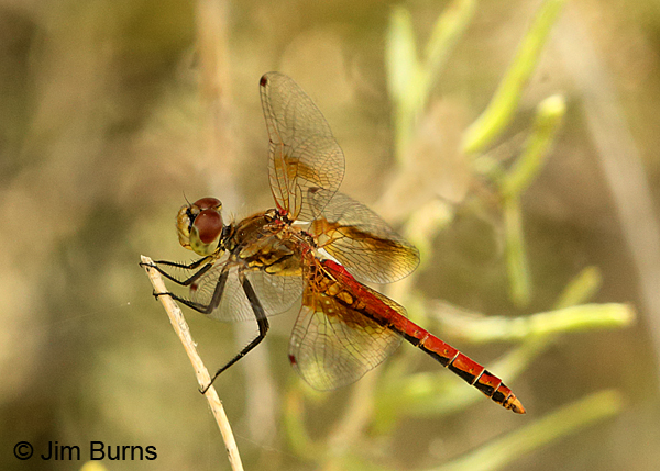 Band-winged Meadowhawk male, Tooele Co., UT, July 2016