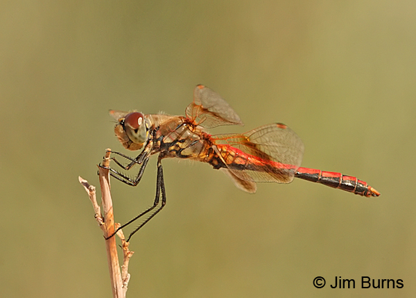 Band-winged Meadowhawk male, Sandoval Co., NM, August 2013