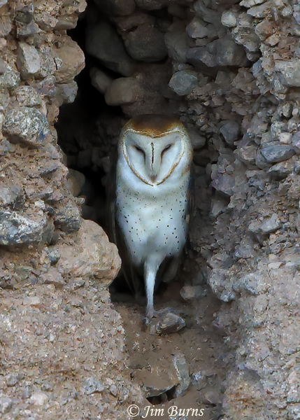 Barn Owl roosting in cliff face--2718