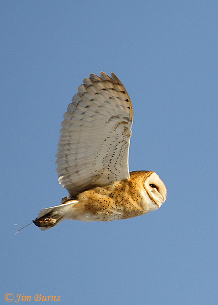 Barn Owl female upstroke--6692