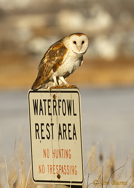 Barn Owl male hunting--6700