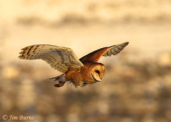 Barn Owl female sunset flight--6746
