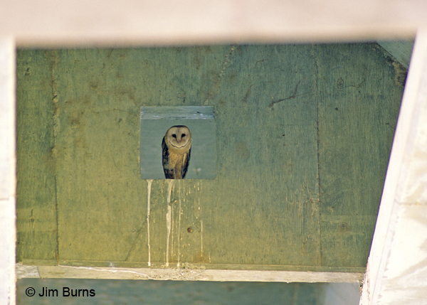 Barn Owl female roost in bridge abutment