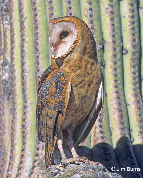Barn Owl female