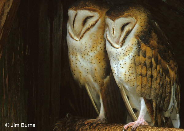 Barn Owl pair-female on left