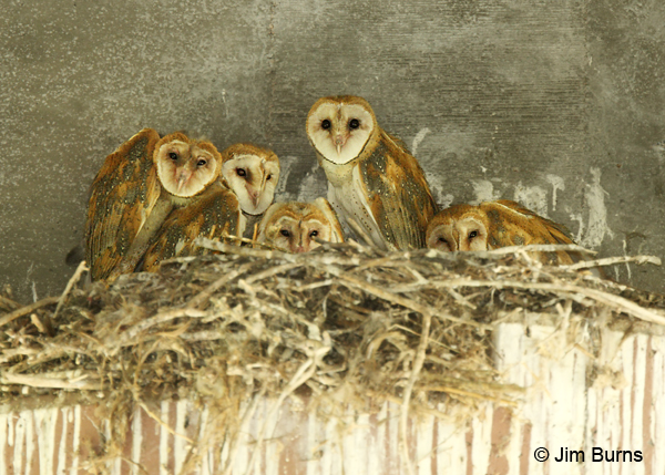 Barn Owls' family portrait the five siblings