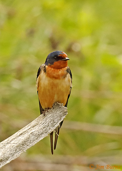 Barn Swallow male on perch--3856