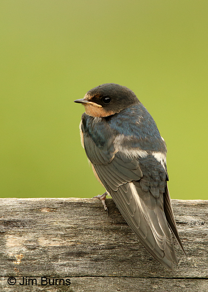 Barn Swallow female dorsal view