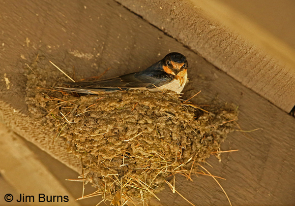 Barn Swallow female on nest