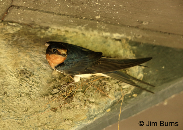 Barn Swallow male beginning a nest