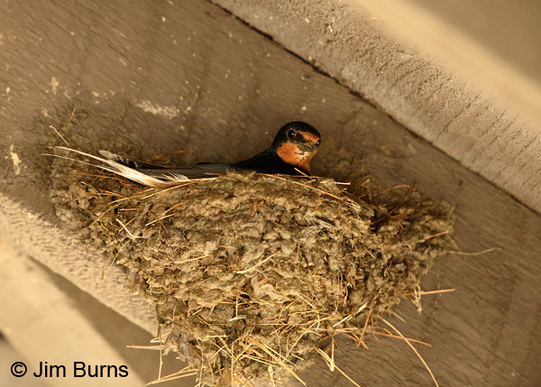 Barn Swallow male on nest