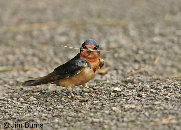 Barn Swallow male with nesting material