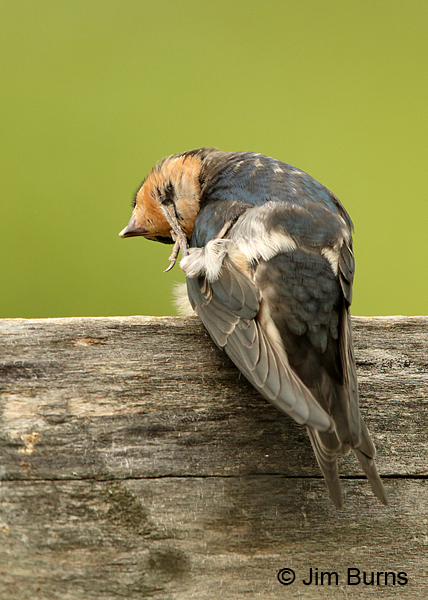 Barn Swallow preening
