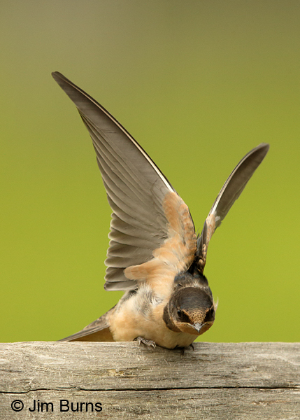 Barn Swallow wingstretch #2
