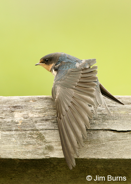 Barn Swallow wingstretch