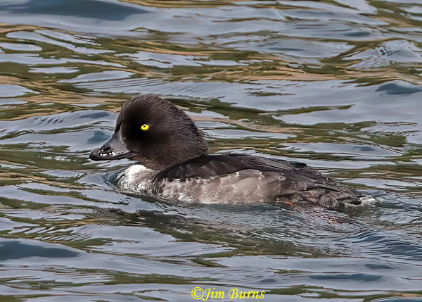 Barrow's Goldeneye juvenile--4893