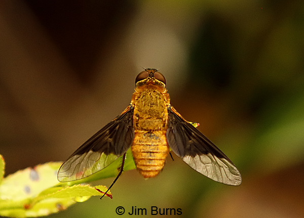 Bee Fly (Chrysanthrax Cypris), Blackwater River, Florida--9455