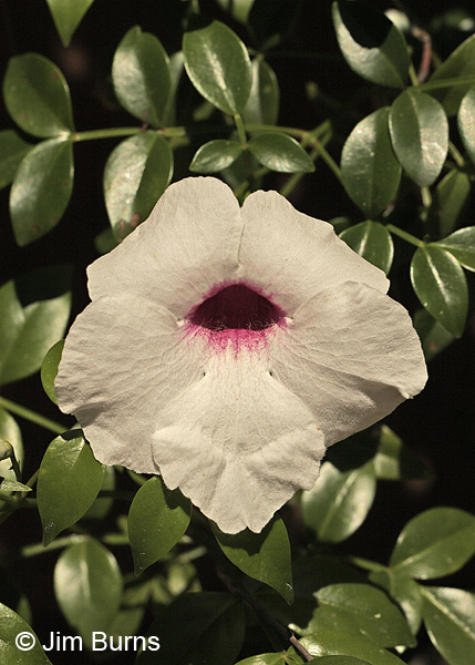 Begonia Blanca, Arizona