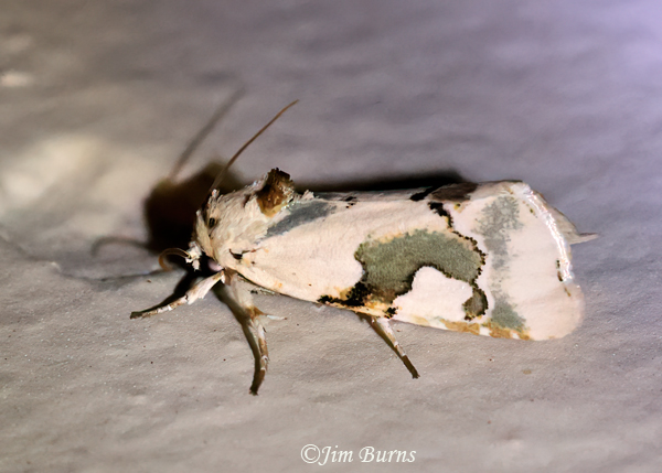 Beloved Emarginea Moth, very worn, Arizona--0485