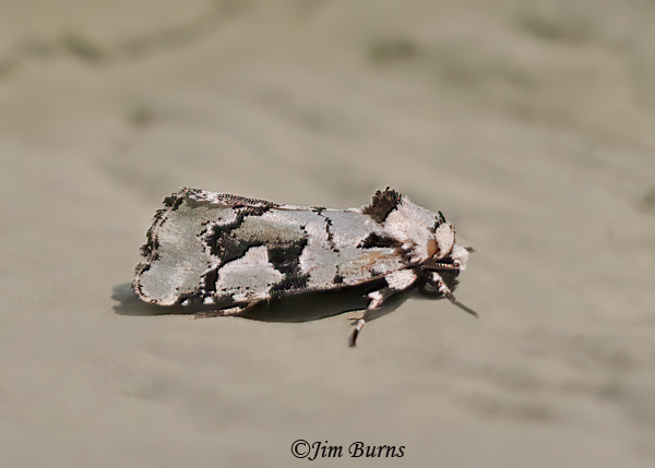 Beloved Emarginea Moth, Arizona--1674