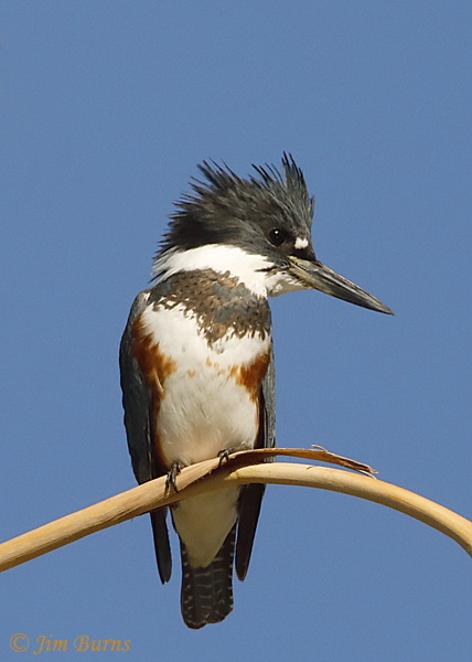 Belted Kingfisher juvenile--0823