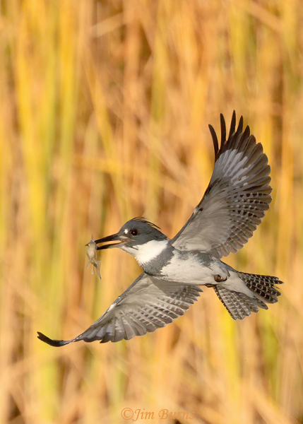 Ayer Lake often attracts a Belted Kingfisher to overwinter, and this male has captured a minnow.