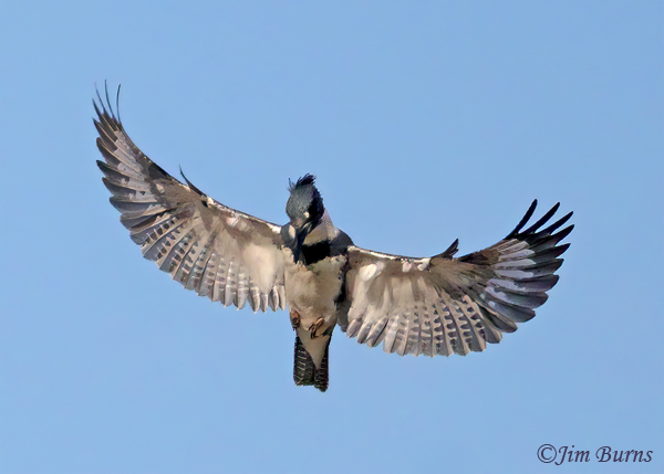 Belted Kingfisher male hovering--6578