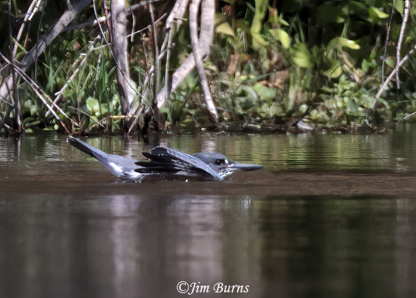 Belted Kingfisher in the water after an unsuccessful dive--6761