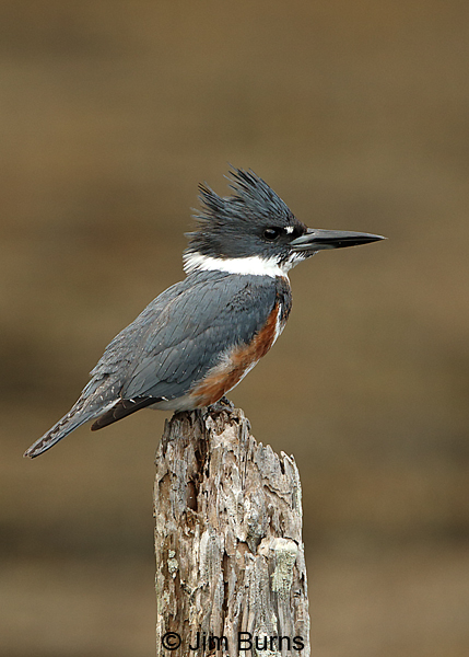 Belted Kingfisher female on post