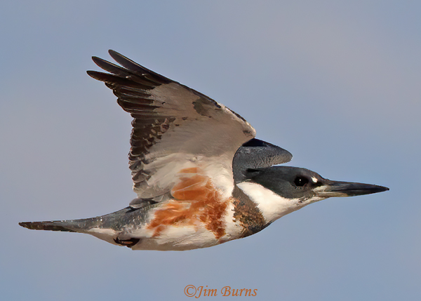 Belted Kingfisher juvenile in flight--2503