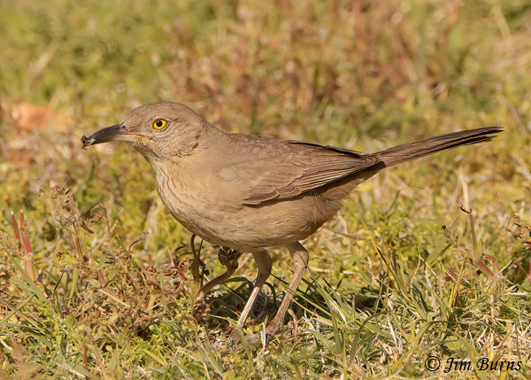Bendire's Thrasher with insect--7830