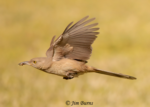 Bendire's Thrasher in flight to nest--7894