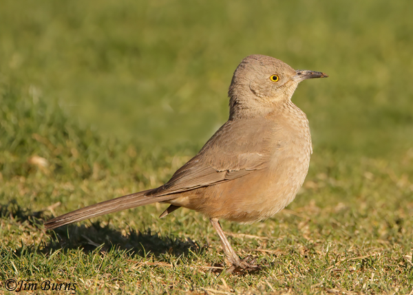 Bendire's Thrasher with mud on bill-6151
