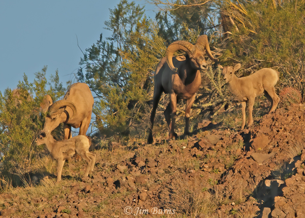 Desert Bighorn Sheep ewe, ram, and lambs--7176