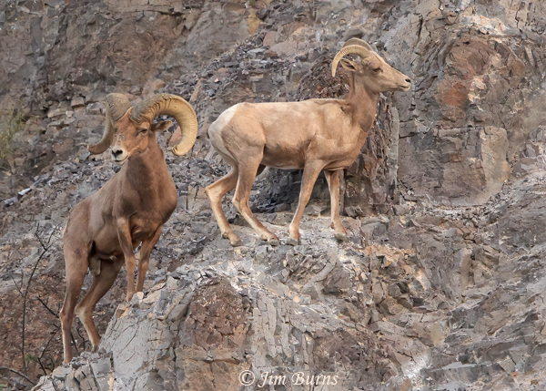 Desert Bighorn ram and ewe--7304