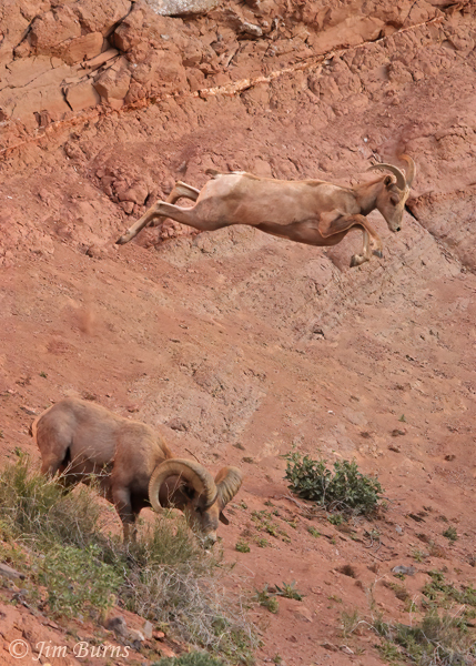 Desert Bighorn ewe leaping combatant ram--7864
