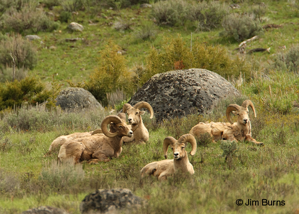 Bighorn rams at rest