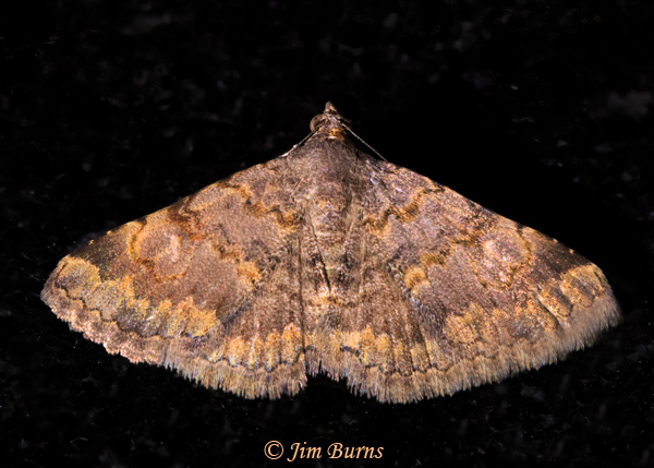 Bird Toxonprucha Moth moth, Arizona--1313