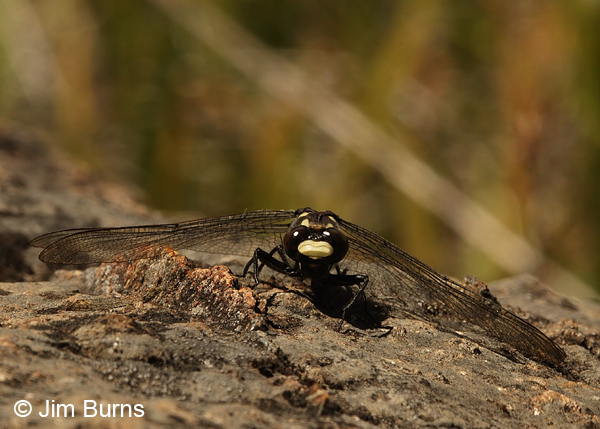 Black Petaltail male face shot, Josephine Co., OR, July 2013