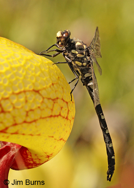 Black Petaltail male on Pitcher Plant, Josephine Co. OR, June 2013
