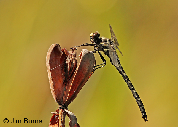 Black Petaltail male on dried Pitcher Plant, Josephine Co. OR, July 2013