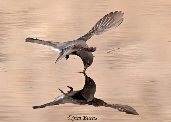 A Black Phoebe snatches an insect from Ayer Lake to take to nestlings.