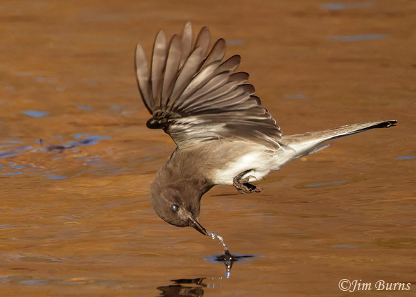 Black Phoebe snatches insect off water surface--5500