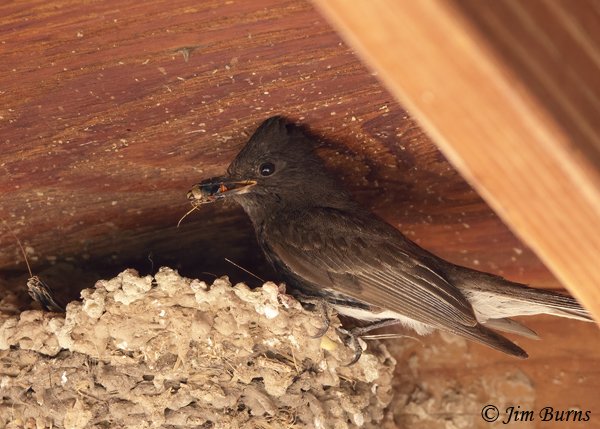 Black Phoebe delivering insects to nestlings--7090