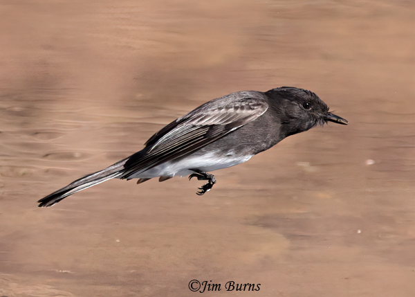 Black Phoebe flying with insect--7620